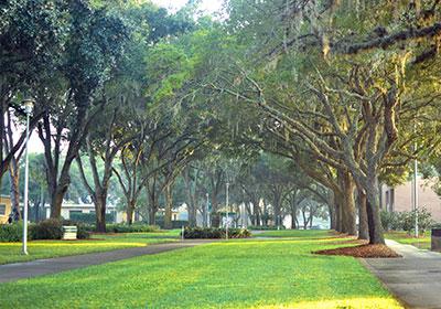 The Cathedral of Oaks